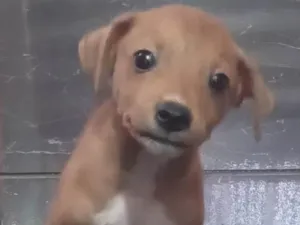 Cachorro raça Pincher-chiuaua idade 2 a 6 meses nome Flinn