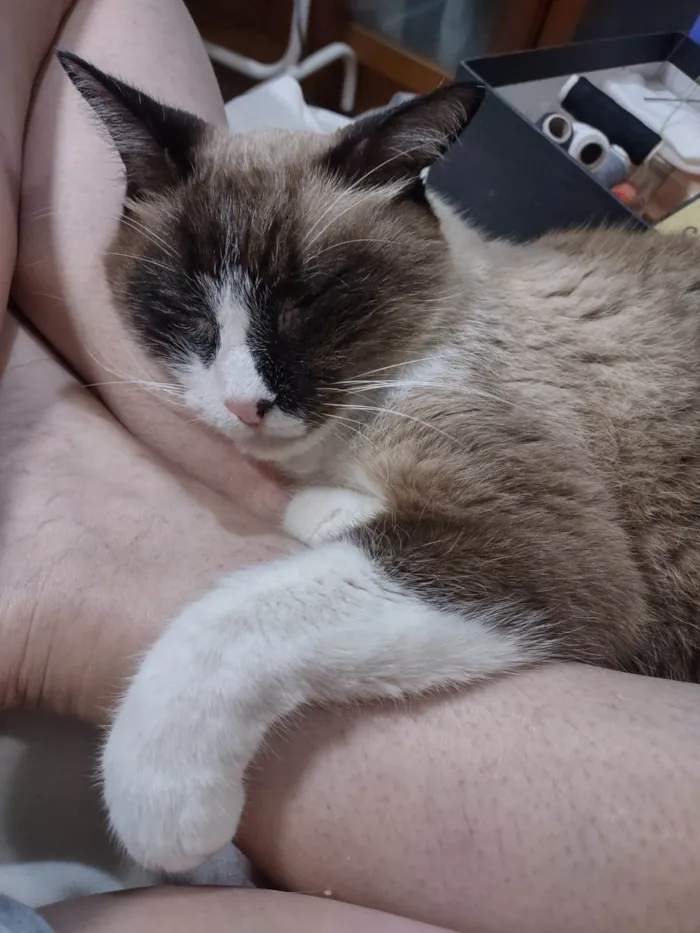 Gato ra a Sialata idade 3 anos nome Mister