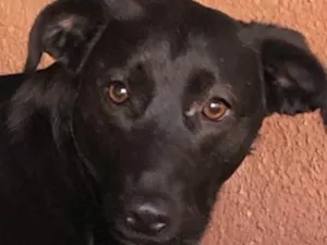 Cachorro raça SRD-negrapura idade 1 ano nome Mel