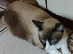 Gato raça Sialata idade 3 anos nome Mister