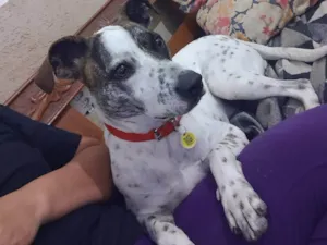 Cachorro raça SRD idade 2 anos nome Floquinho 