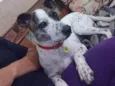 Floquinho