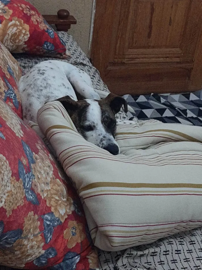 Cachorro ra a SRD idade 2 anos nome Floquinho 