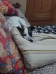 Floquinho