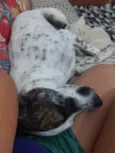 Floquinho