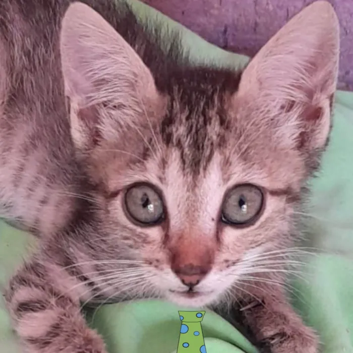 Gato ra a Mestico  idade 2 a 6 meses nome Pingo 