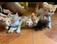 Eles ainda não tem nomes.