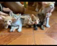 Eles ainda não tem nomes.
