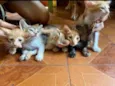 Eles ainda não tem nomes.
