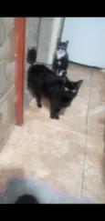 Torradinha, atena e nina