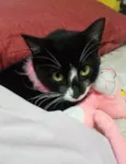 Torradinha, atena e nina