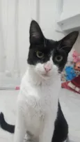 Torradinha, atena e nina