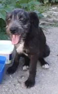 Filhotes 4 meses