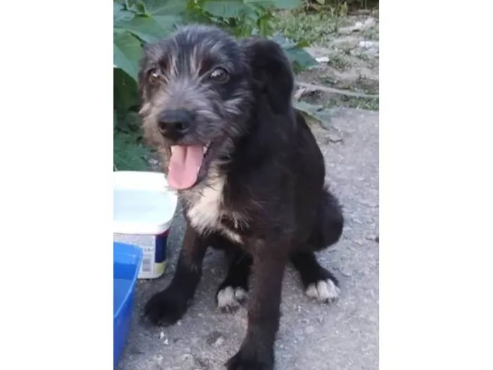 Cachorro ra a SRD-ViraLata idade 2 a 6 meses nome Filhotes 4 meses