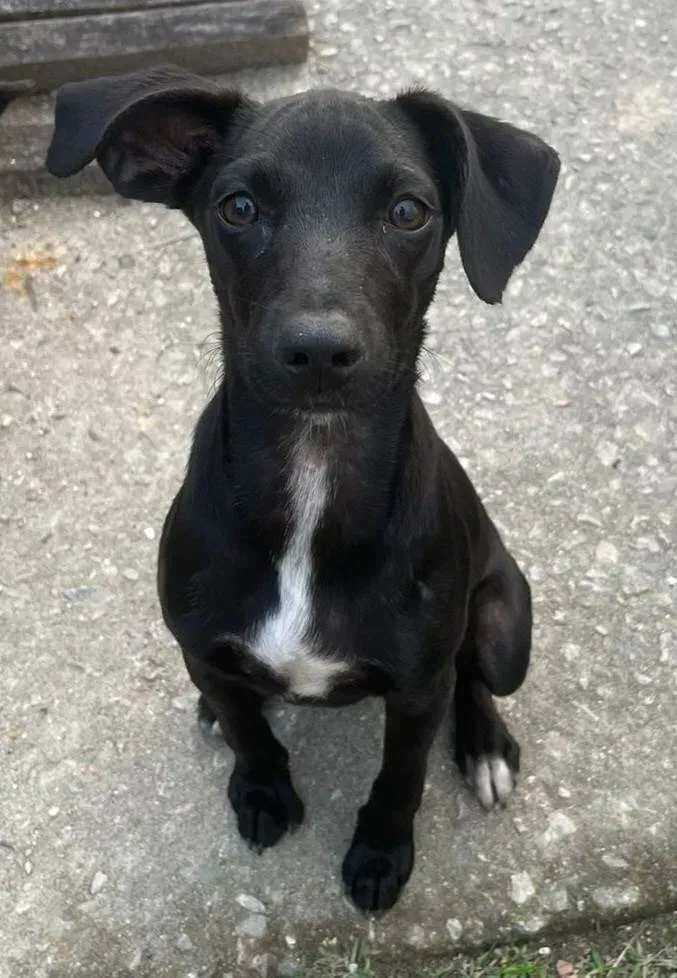 Cachorro ra a SRD-ViraLata idade 2 a 6 meses nome Filhotes 4 meses