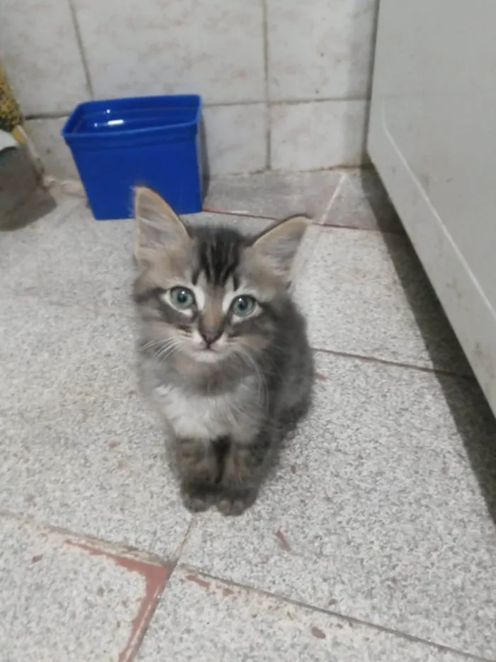Gato ra a SRD-ViraLata idade 2 a 6 meses nome Kiko