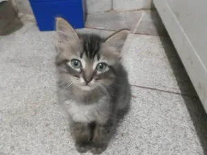 Gato raça SRD-ViraLata idade 2 a 6 meses nome Kiko