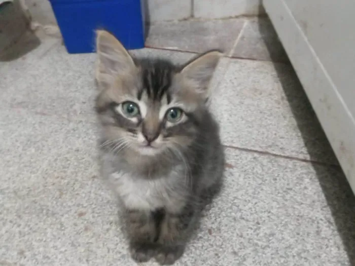 Gato ra a SRD-ViraLata idade 2 a 6 meses nome Kiko