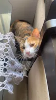 Mel