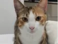 Mel