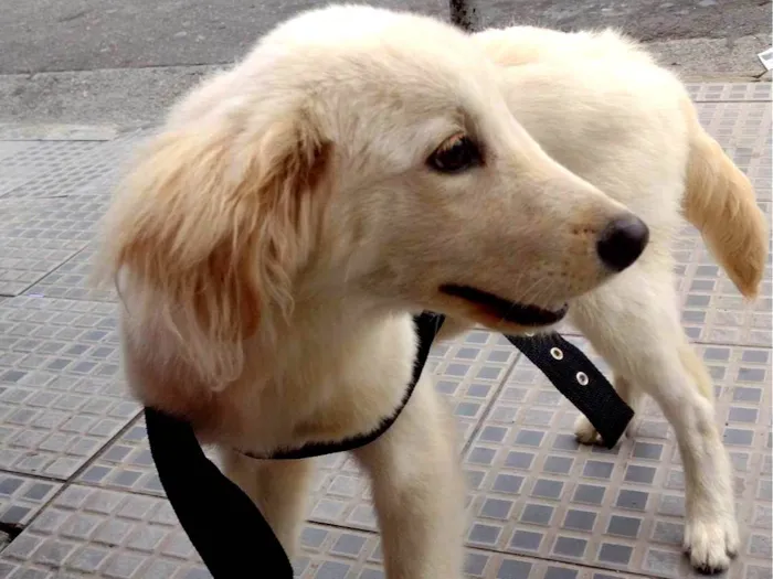 Cachorro ra a SRD-ViraLata idade 2 a 6 meses nome Bob, mel 