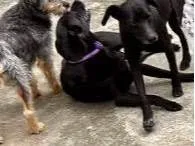 Cachorro ra a SRD-negrapura idade 1 ano nome Mel