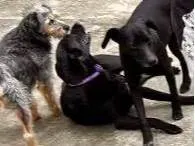 Cachorro ra a SRD-negrapura idade 1 ano nome Mel