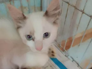 Gato raça Srd idade 2 a 6 meses nome .