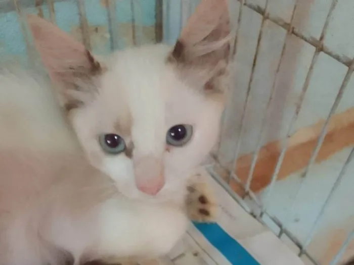 Gato ra a Srd idade 2 a 6 meses nome .