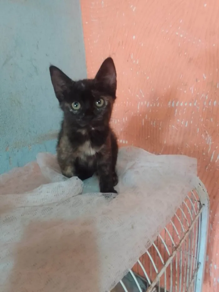 Gato ra a Srd idade 2 a 6 meses nome ..