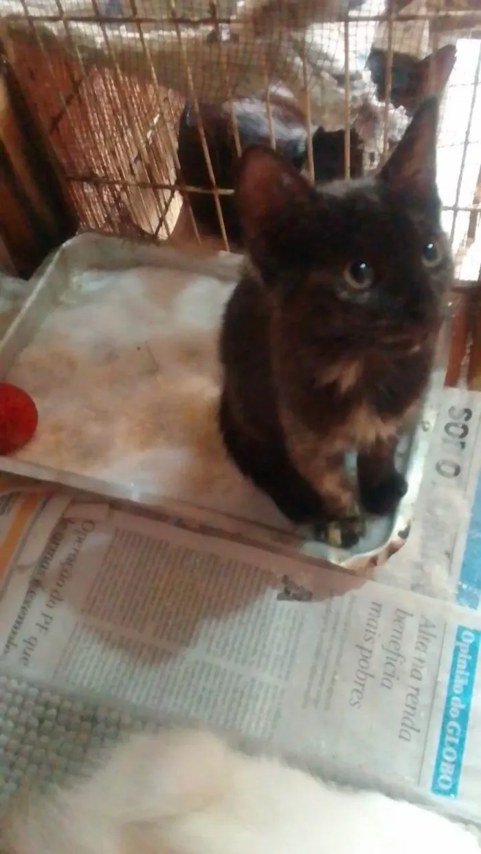 Gato ra a Srd idade 2 a 6 meses nome ..