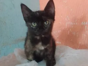 Gato raça Srd idade 2 a 6 meses nome ..