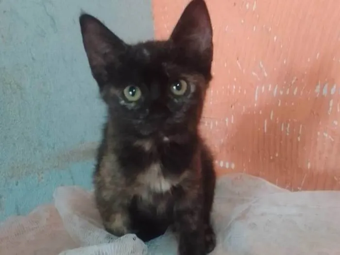 Gato ra a Srd idade 2 a 6 meses nome ..