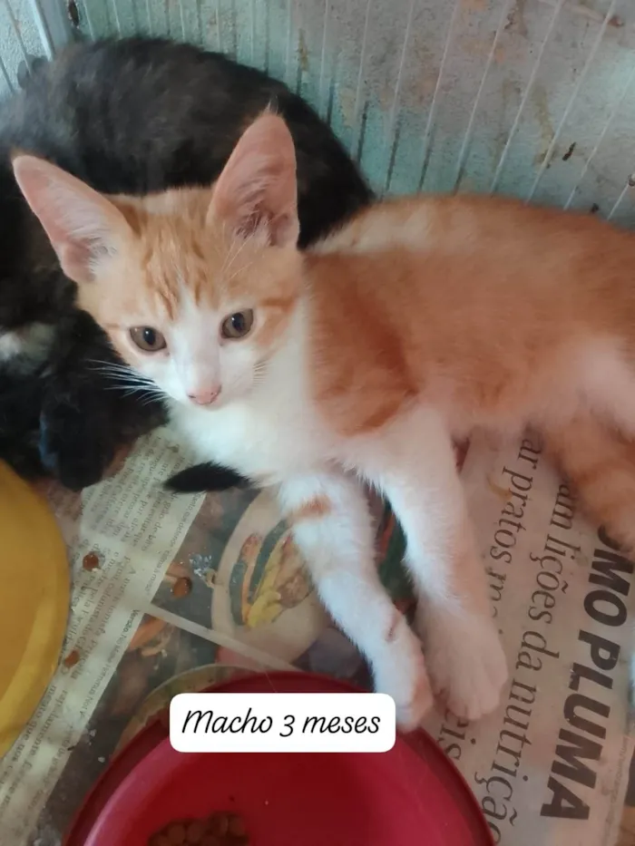 Gato ra a Srd idade 2 a 6 meses nome ...