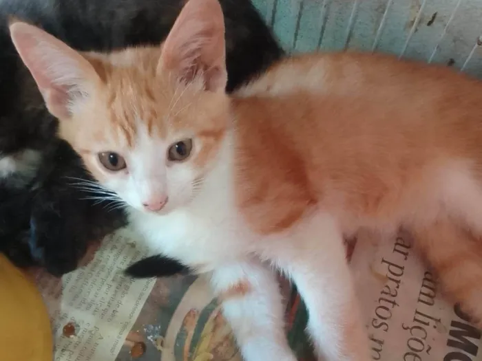 Gato ra a Srd idade 2 a 6 meses nome ...