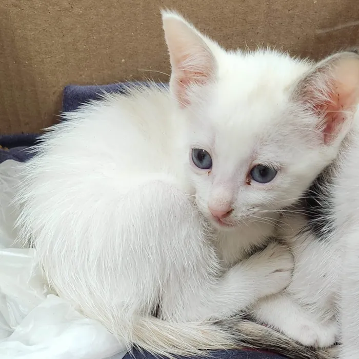 Gato ra a Srd idade 2 a 6 meses nome ....