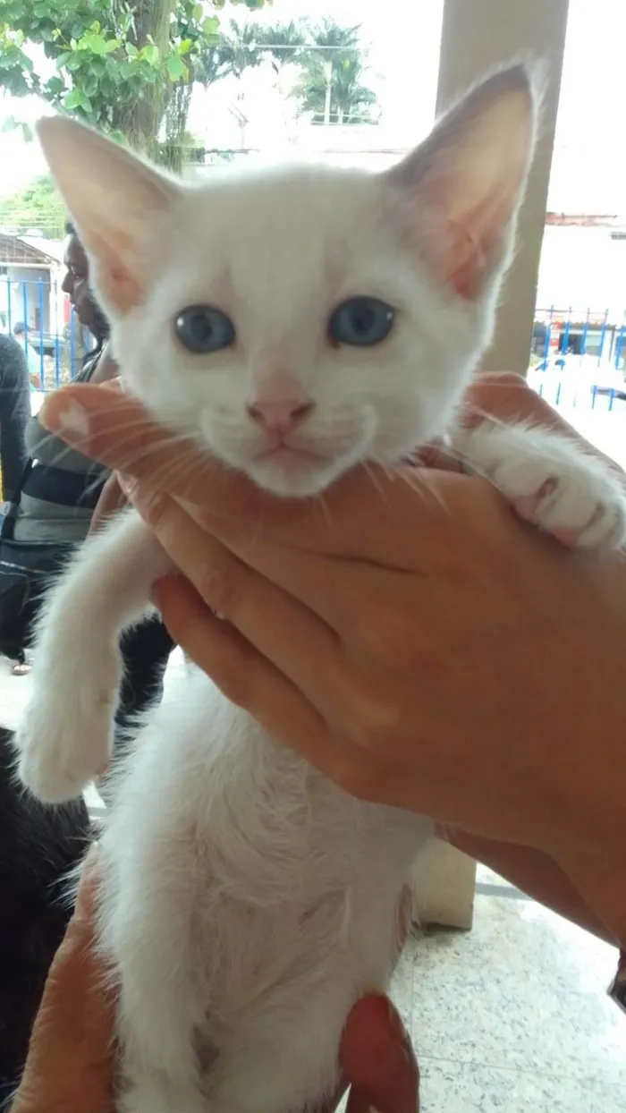 Gato ra a Srd idade 2 a 6 meses nome ....