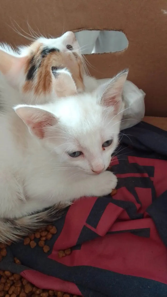 Gato ra a Srd idade 2 a 6 meses nome ....