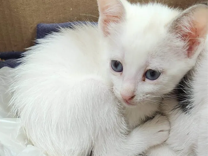 Gato ra a Srd idade 2 a 6 meses nome ....