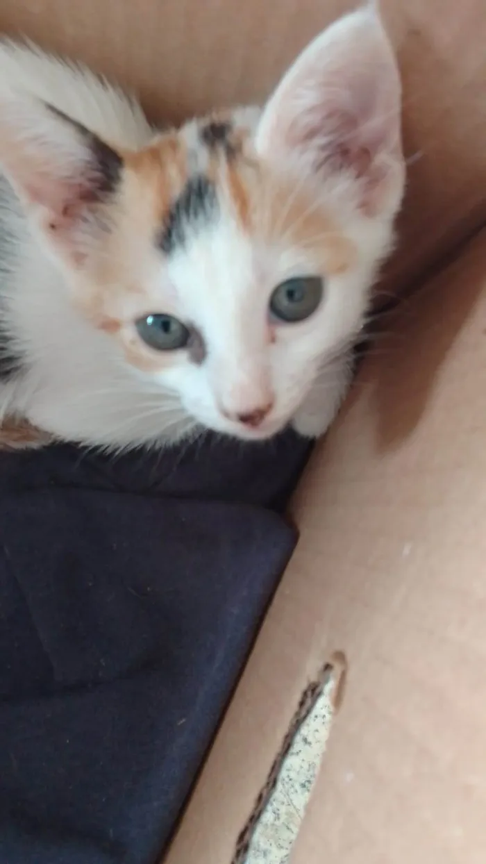 Gato ra a Srd idade 2 a 6 meses nome .....