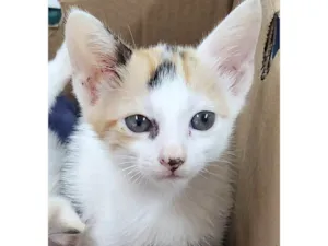 Gato raça Srd idade 2 a 6 meses nome .....