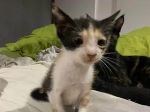 Gato raça Srd idade 2 a 6 meses nome ......