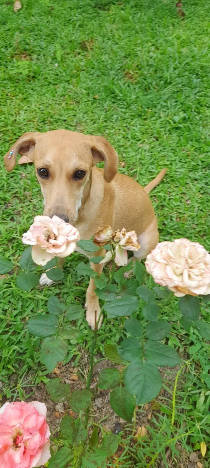 Cachorro ra a SRD-ViraLata idade 2 a 6 meses nome Mel