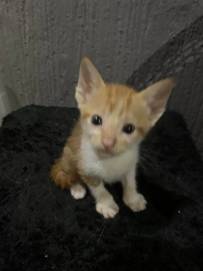Gato ra a Srd idade 2 a 6 meses nome .......