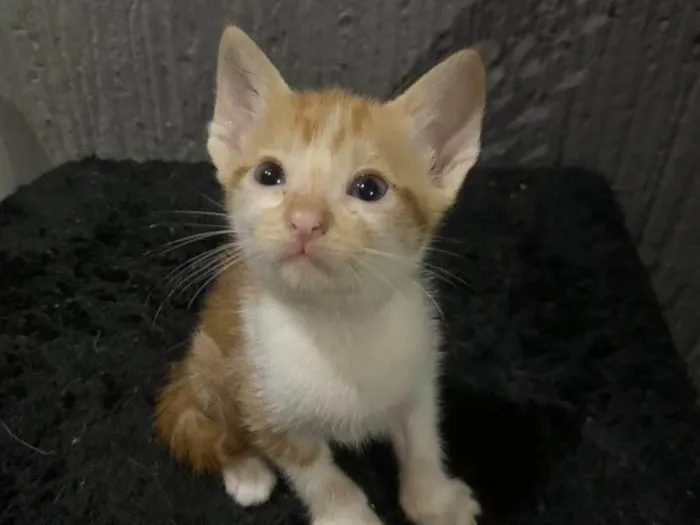 Gato ra a Srd idade 2 a 6 meses nome .......