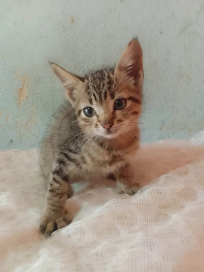 Gato ra a Srd idade 2 a 6 meses nome ........