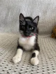 Mia