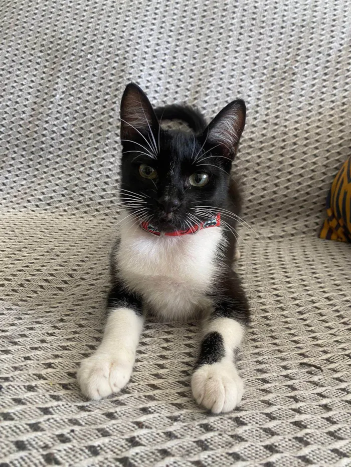 Gato ra a Srd idade 2 a 6 meses nome Mia