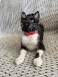 Mia