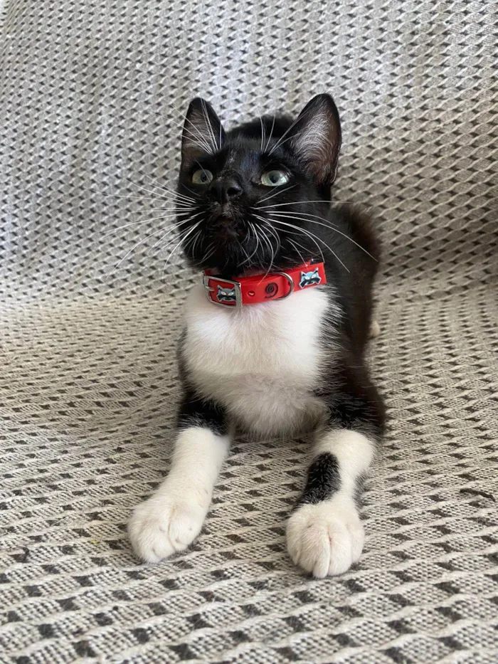 Gato ra a Srd idade 2 a 6 meses nome Mia